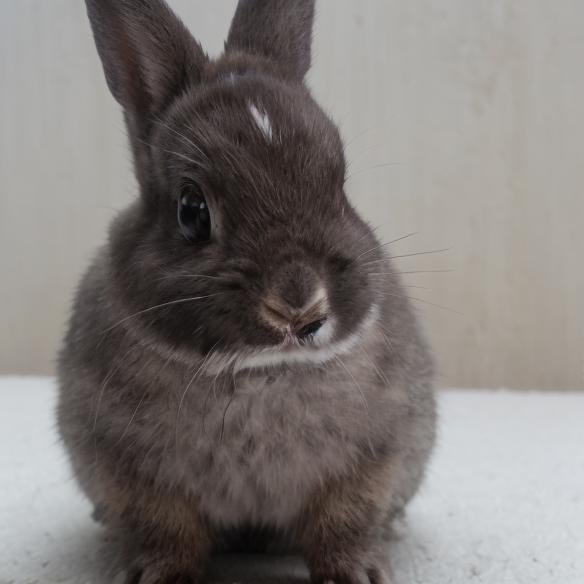Netherland Dwarf Rabbit Generator -BETA image by nucleardiffusion