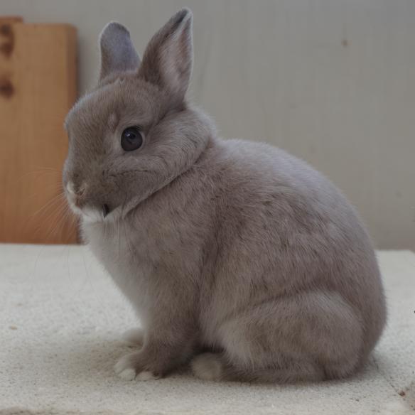 Netherland Dwarf Rabbit Generator -BETA image by nucleardiffusion